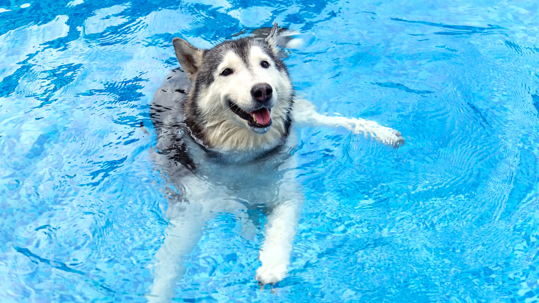 Dog Days of Summer Pool Pawty set for Sept. 23 - Auburn News