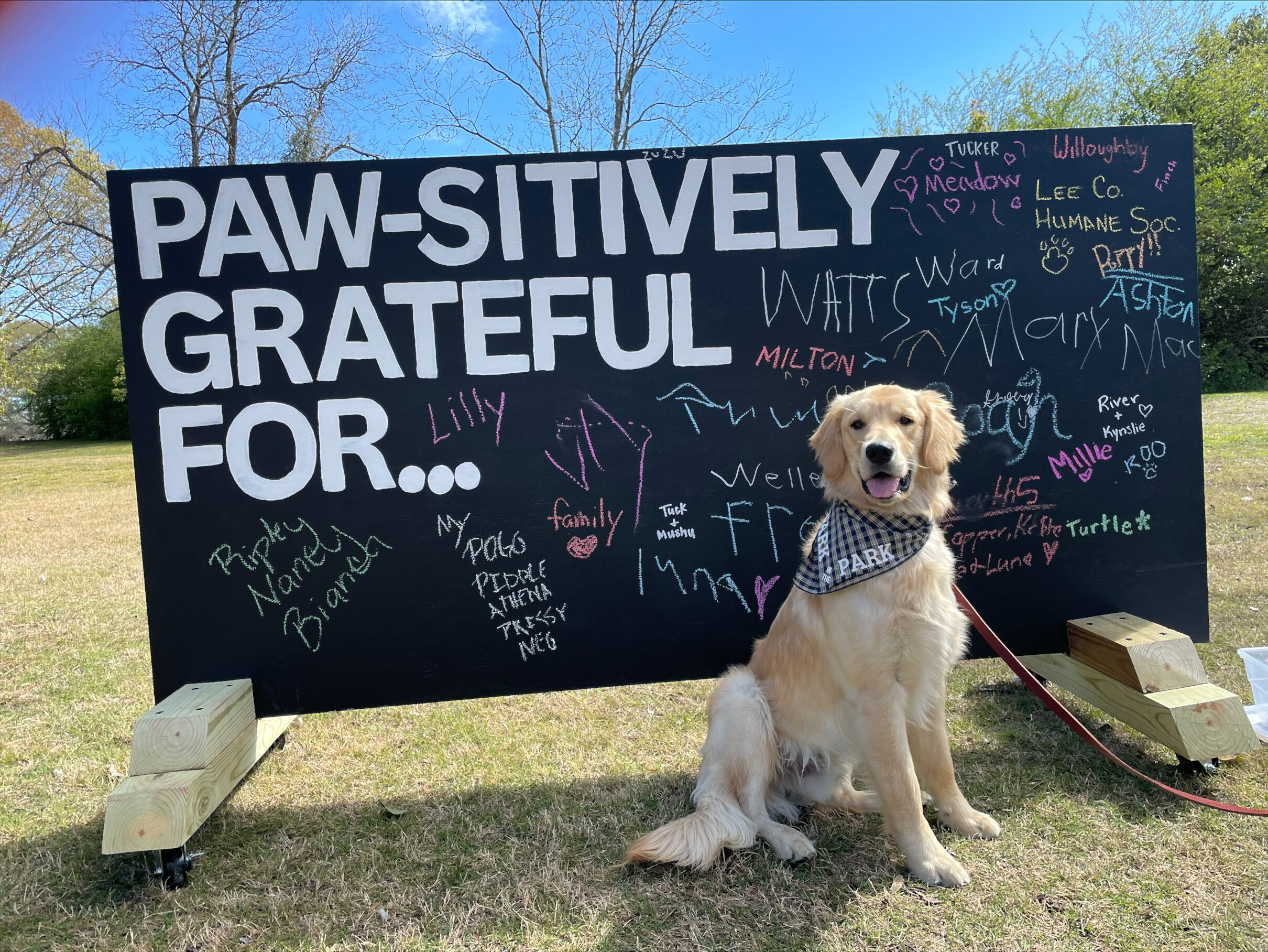 Golden retriever sitting in front of a chalkboard sign reading “Paw-sitively Grateful For…” covered with handwritten messages at an outdoor park event.