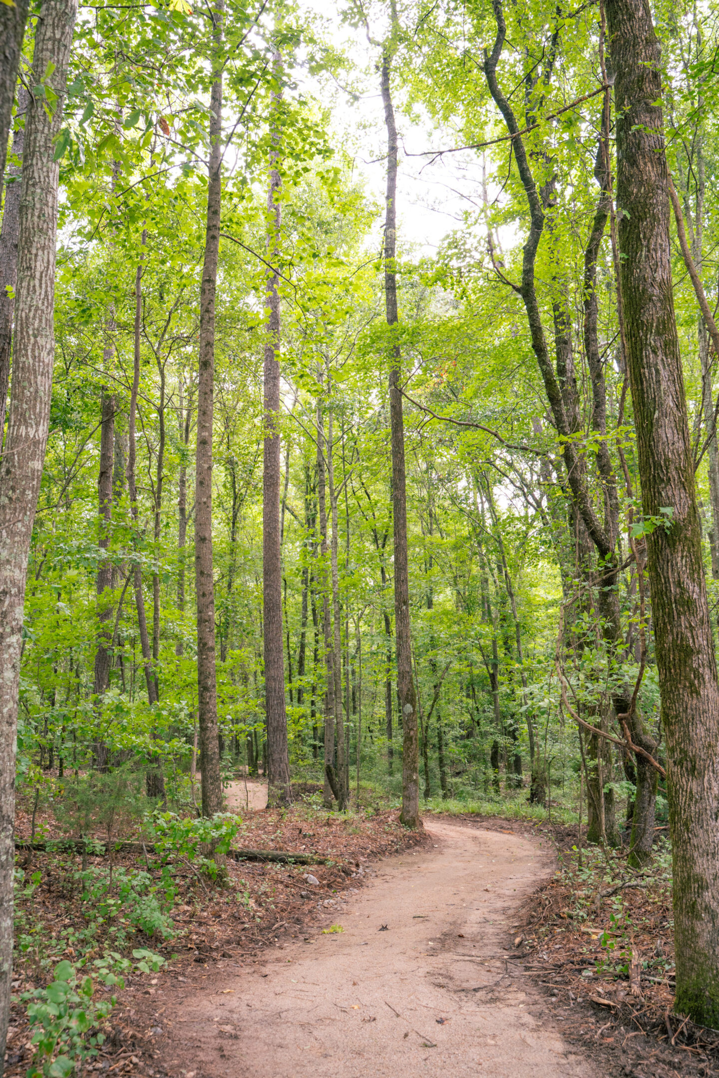 dirt trail winding through dense wooded forest with lush greenery and overhanging trees.