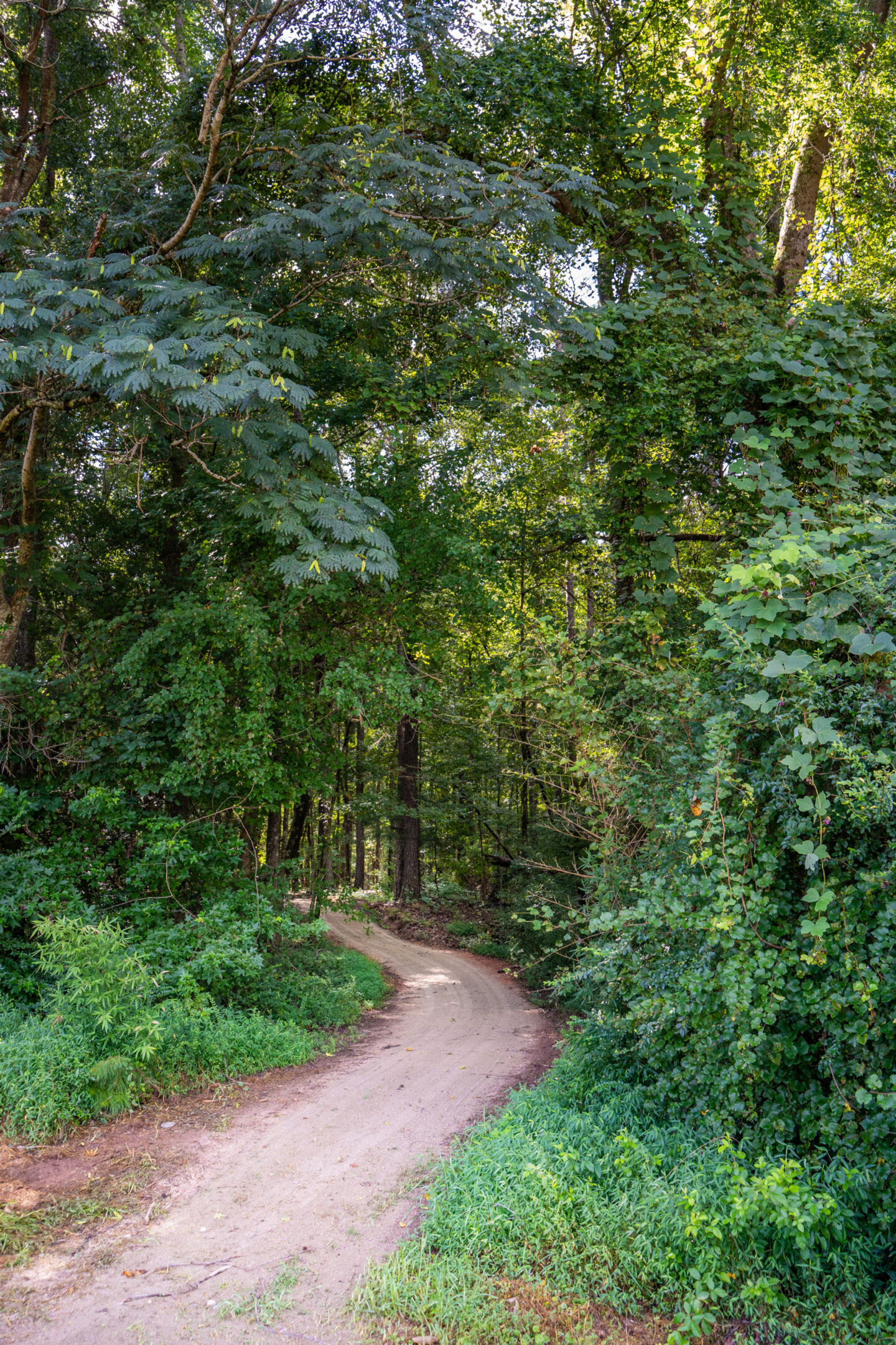 Dirt trail winding through dense wooded forest with lush greenery and overhanging trees.