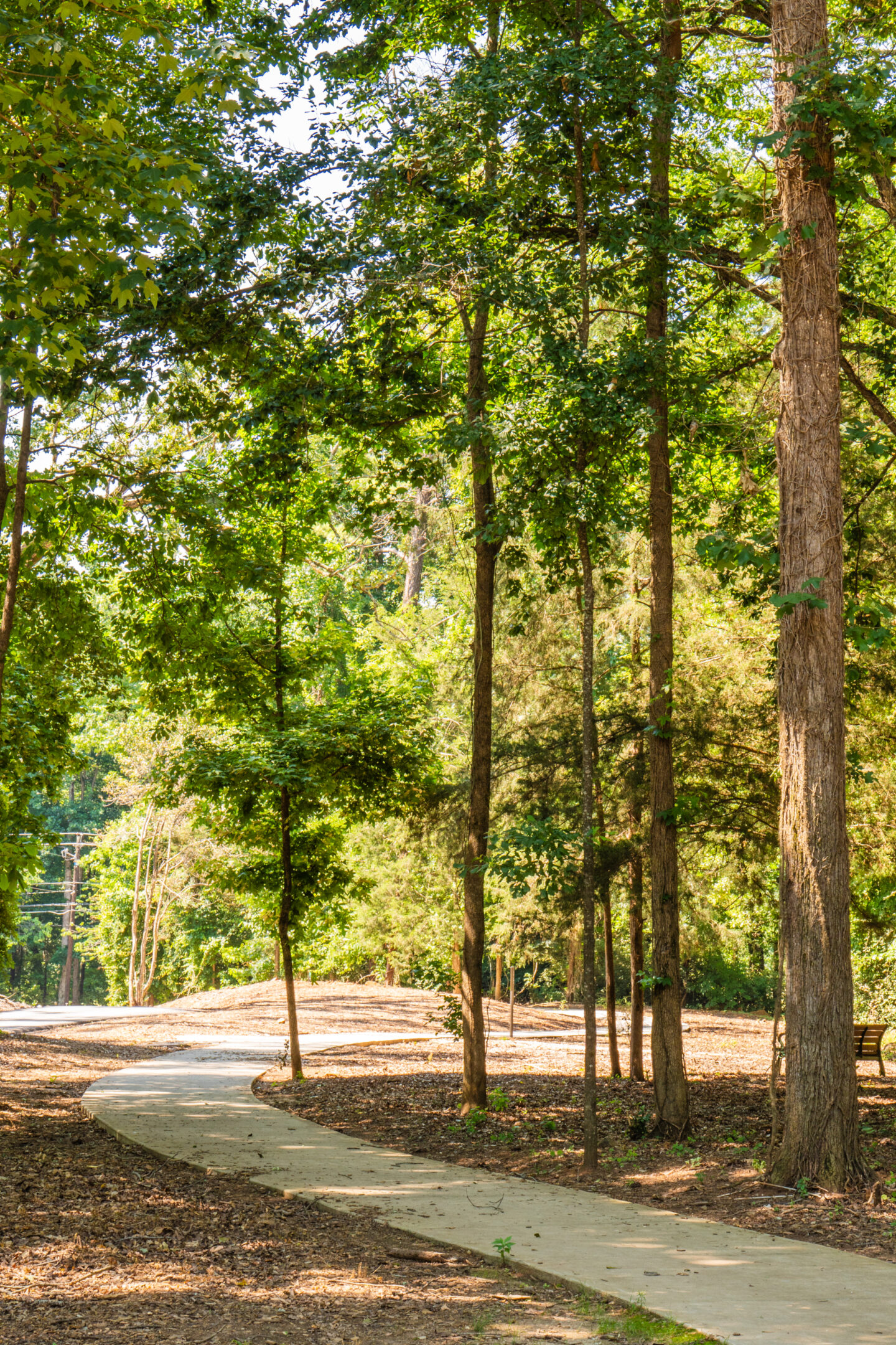Paved walking path winding through a wooded park area with tall trees and natural ground cover. 