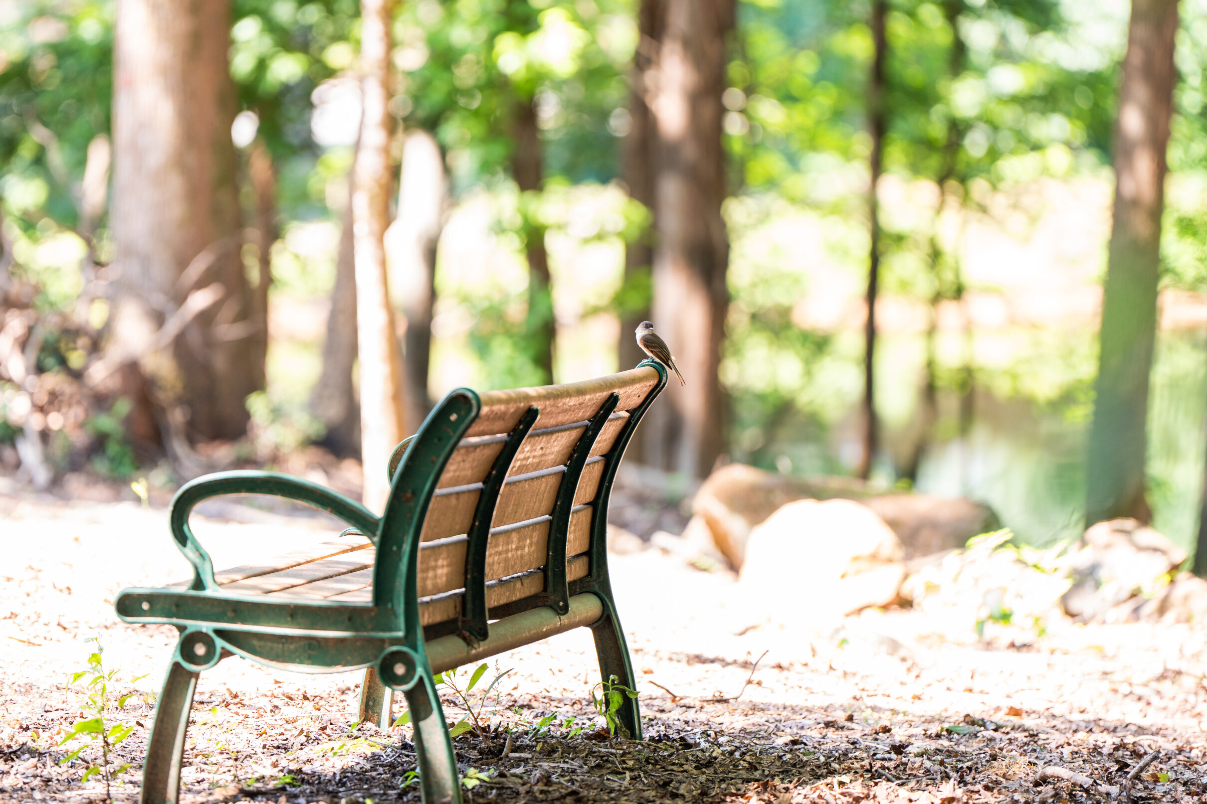 Empty park bench on a wooded trail, surrounded by trees and dappled sunlight.