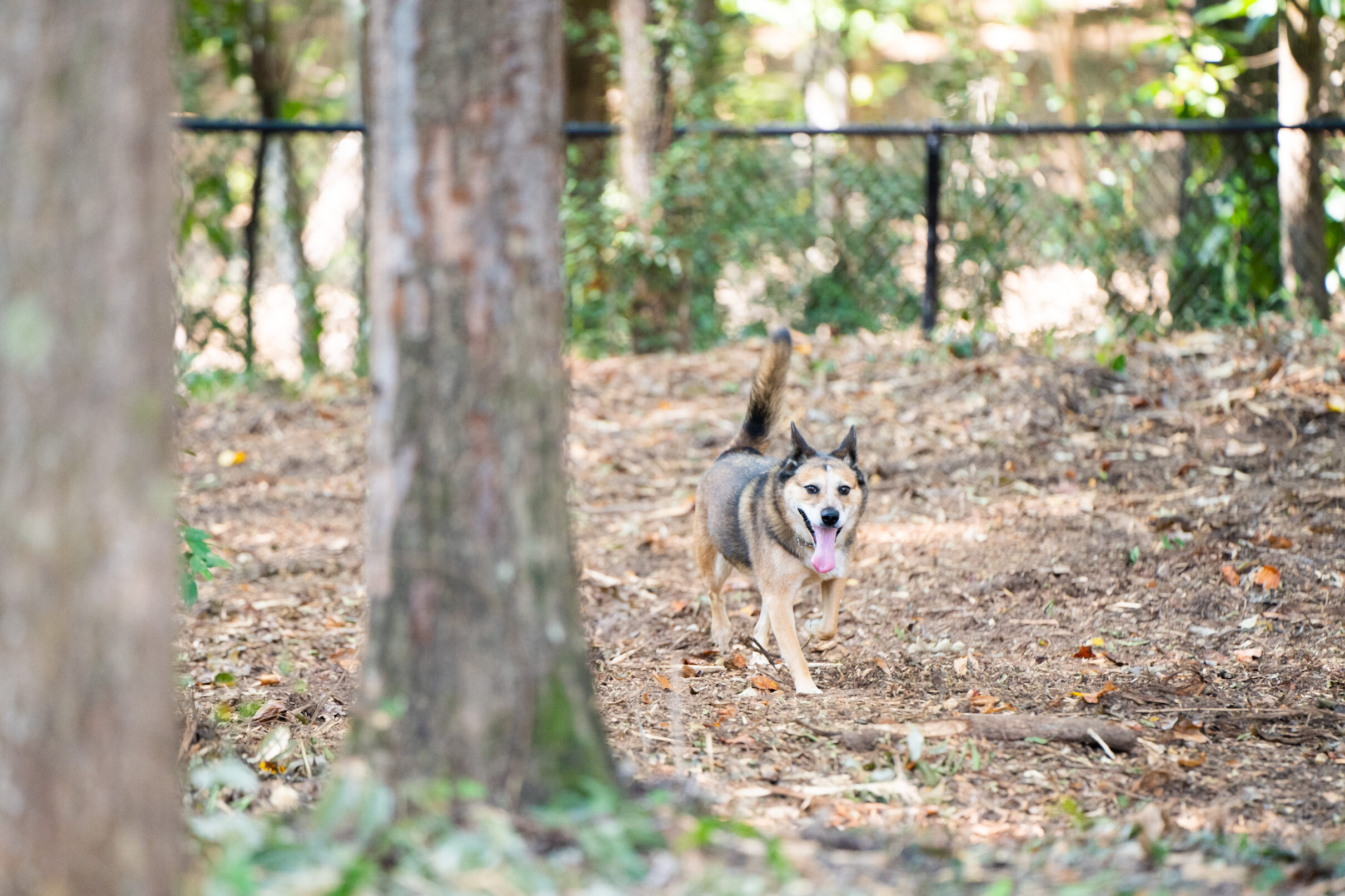 Dog running in a fenced park area with trees and natural ground cover.
