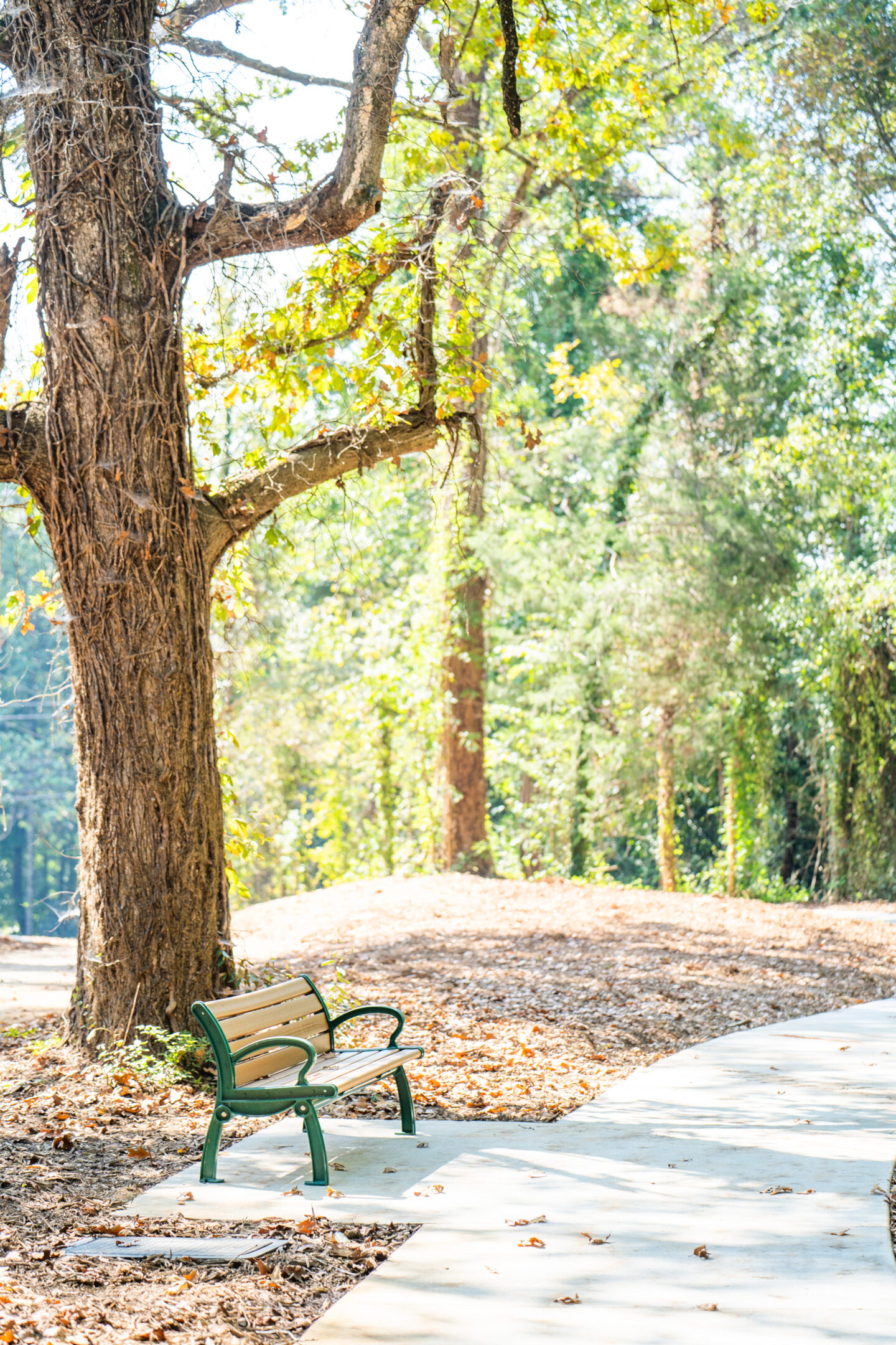 Curving paved path through a wooded park with tall trees, fallen leaves, and a bench in the distance.