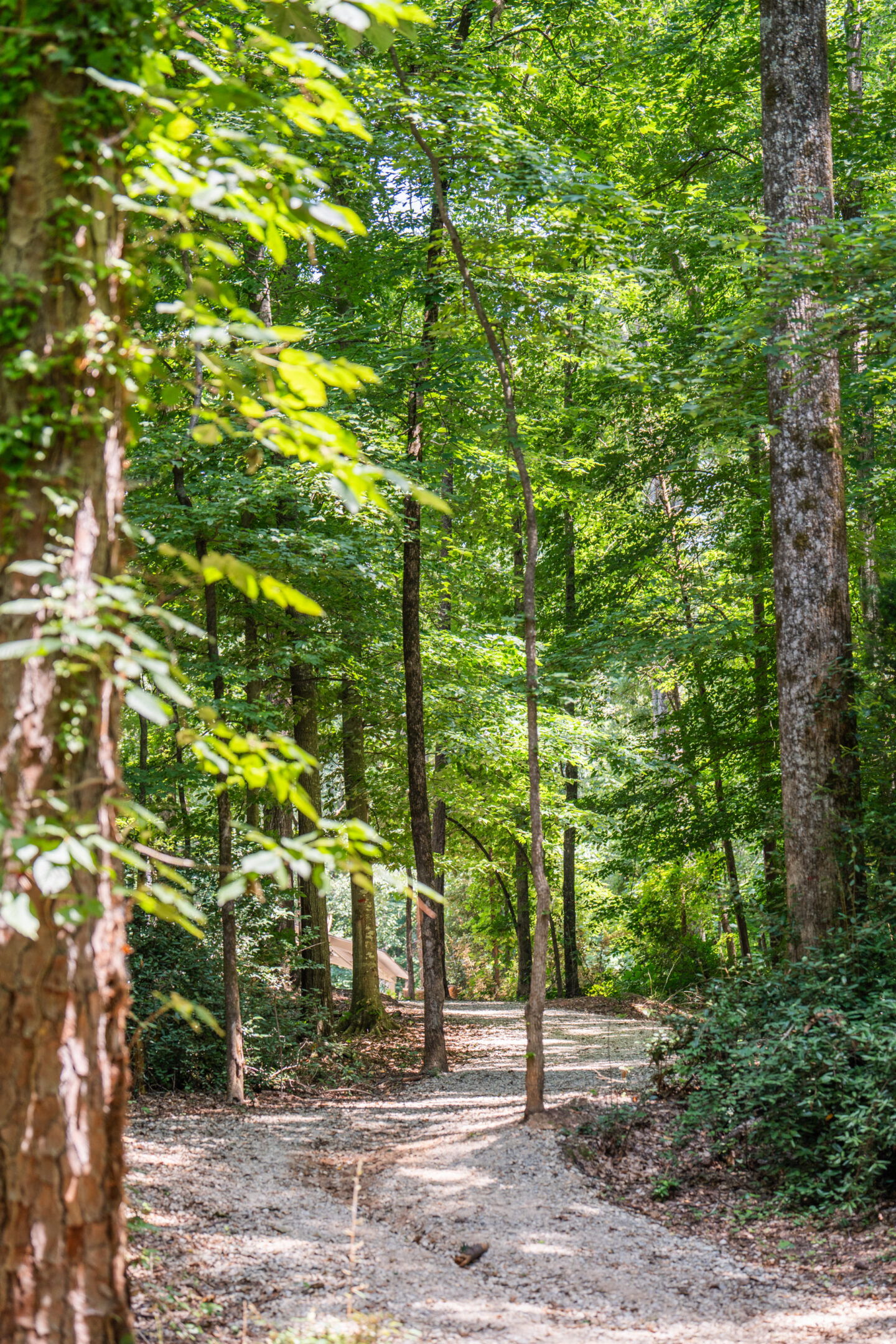 Unpaved dirt trail winding through a wooded forest with tall trees and dense green foliage.