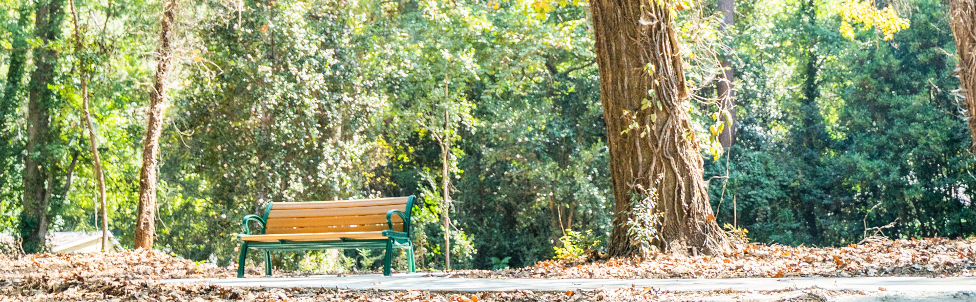 An empty park bench in a wooded park area.